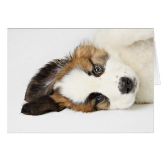 St. Bernard Puppy Cards