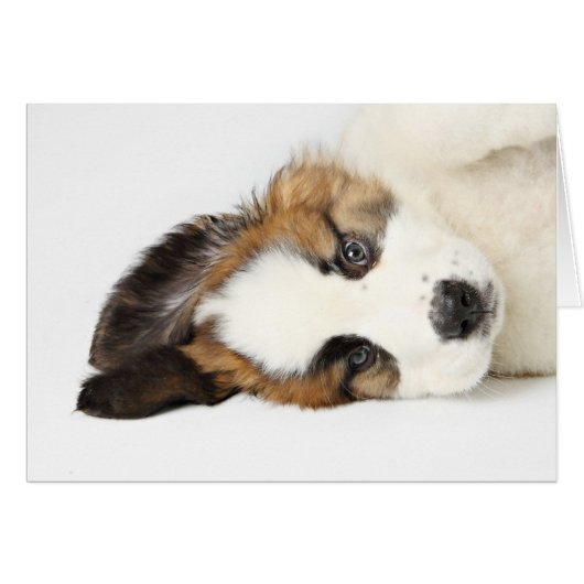 St. Bernard Puppy Cards (Front Horizontal)