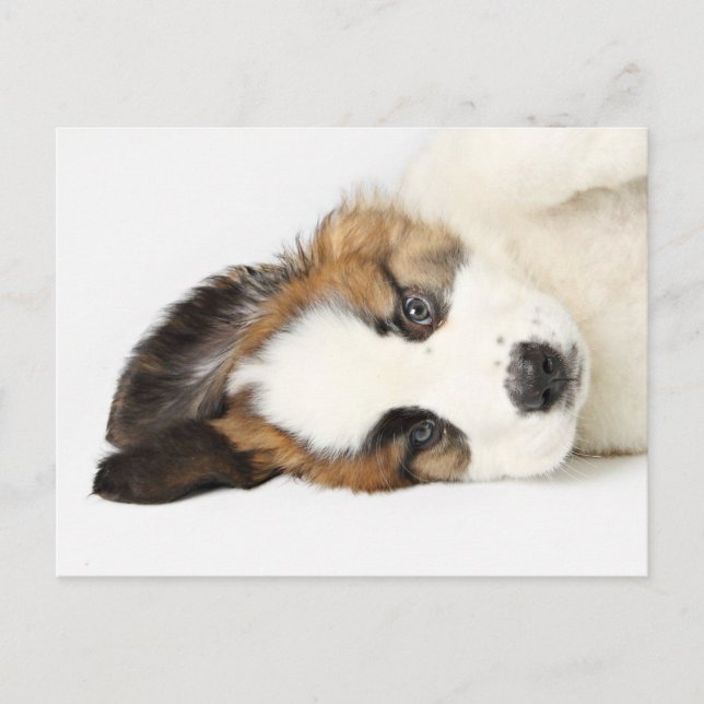St. Bernard Puppy Postcard (Front)