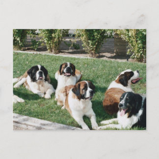 St. Bernards in the Yard Postcard