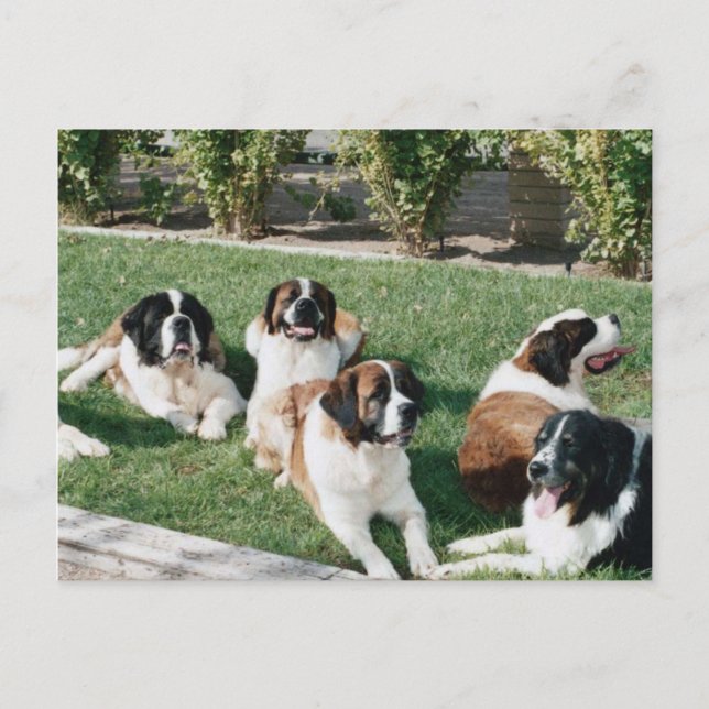 St. Bernards in the Yard Postcard (Front)