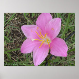 St. Croix Flower Poster