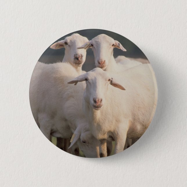 St. Croix sheep Button (Front)