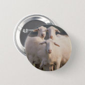 St. Croix sheep Button (Front & Back)