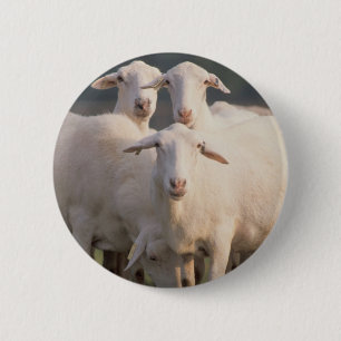St. Croix sheep Button