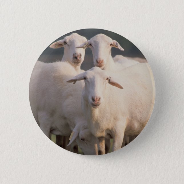 St. Croix sheep Button (Front)