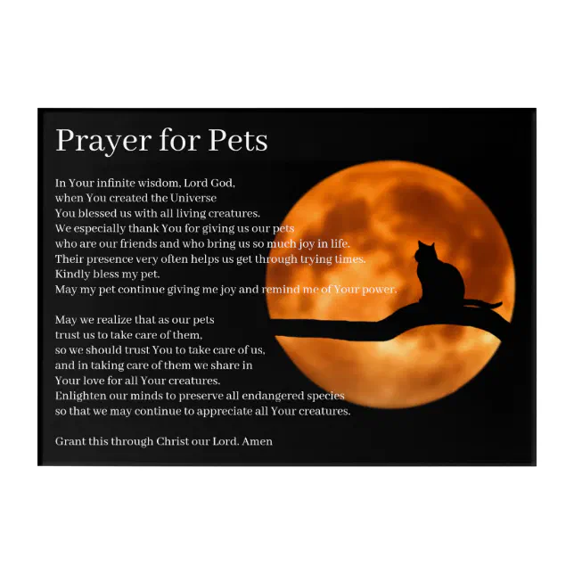 St Francis of Assisi Prayer for Pets Cat Acrylic Print Zazzle