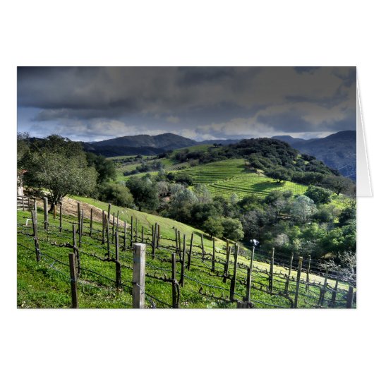 St. Helena, California Vineyard (Front Horizontal)