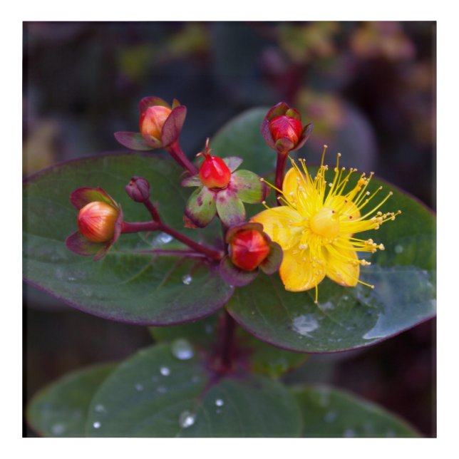 St. John's Wort Acrylic Wall Art (Front)