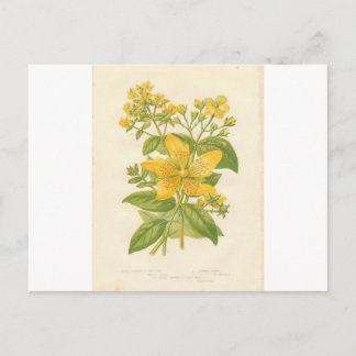 St. John's Wort, Botanical Flower Print Postcard