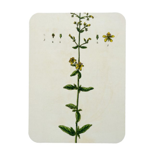 St. John's Wort, plate 15 from 'A Curious Herbal', Magnet (Vertical)