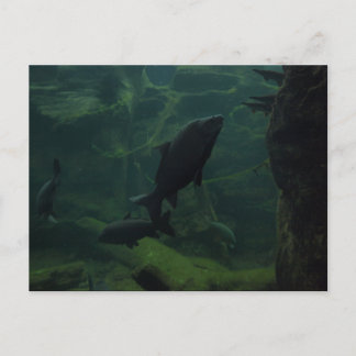St Louis Zoo 2009 Postcard