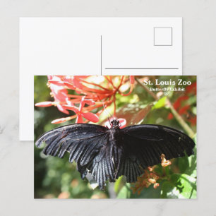 St. Louis Zoo Butterfly Postcard