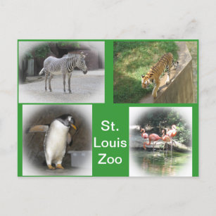 St. Louis Zoo Postcard