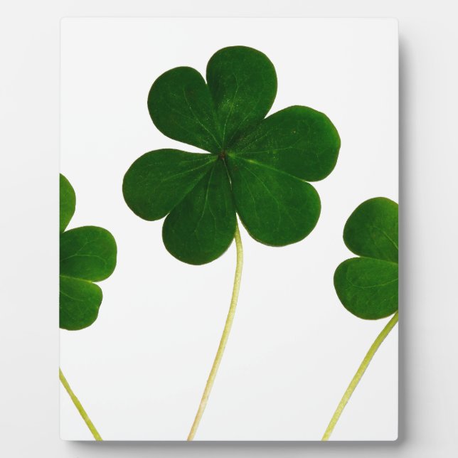 st patricks day clover shamrock plaque (Front)