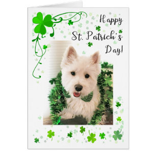 St. Patrick's Day West Highland Terrier Cards