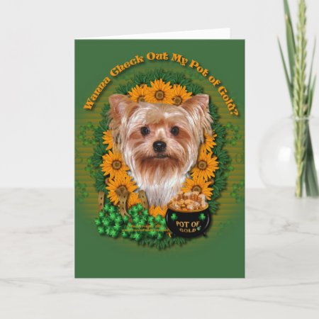 St Patricks - Pot Of Gold - Yorkshire Terrier Card