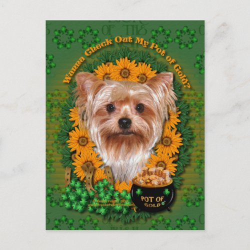 St Patricks _ Pot of Gold _ Yorkshire Terrier Postcard