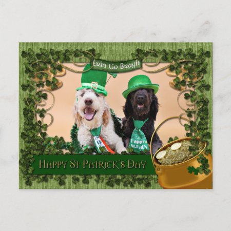 St Pats Day - Goldendoodles - Sadie And Izzie Postcard