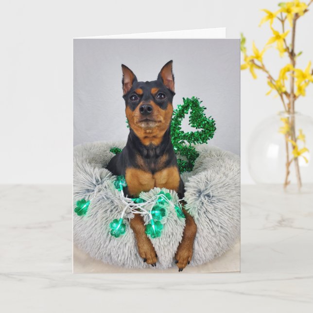 St Pats MinPin Card (Yellow Flower)