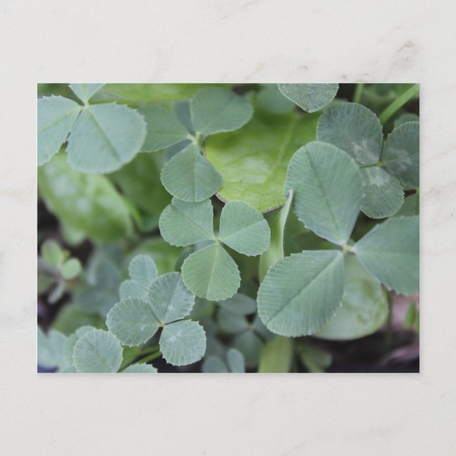St Pattys Day Clover Mix Postcard (Front)