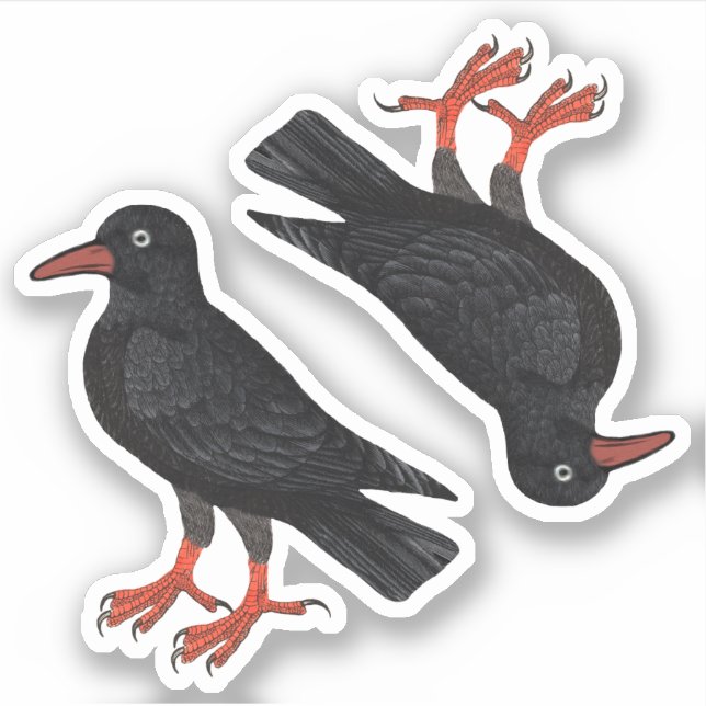 St. Piran's Day / St. Thomas Becket Choughs (fL) - Sticker (Front)