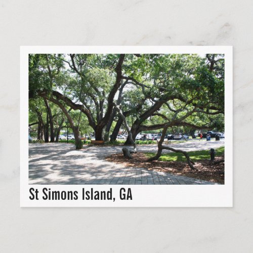 St Simons GA Wandering Oak Tree Postcard