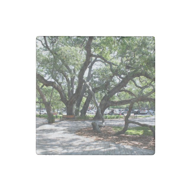 St Simons Island GA Wandering Oak Photo Stone Magnet (Front)