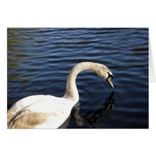 st. stephen's swan cards (Front Horizontal)