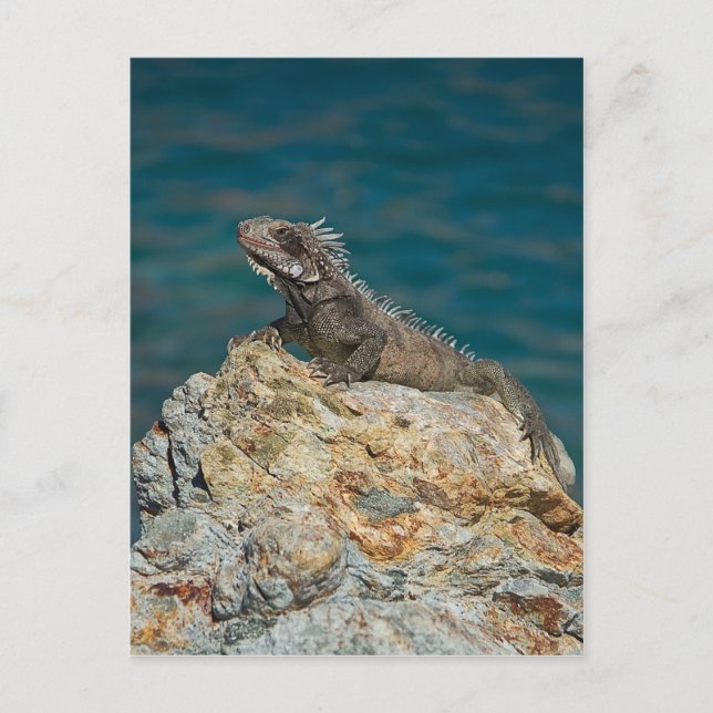 St. Thomas , Iguana Postcard (Front)