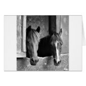 Stable mates (Front Horizontal)