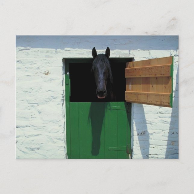 Stabled Horse with French Door Postcard (Front)