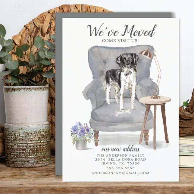 Stabyhoun | Moving Announcement (Creator Uploaded)