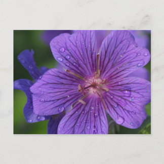 Stacey's Floral Design's Postcard