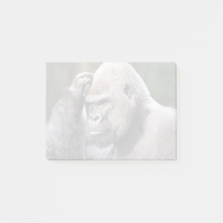 Stadi at Zoo Atlanta Notes