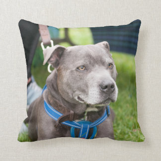 Staffie Throw Cushion