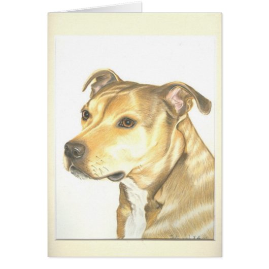 Staffordshire Bull Terrier (Front)