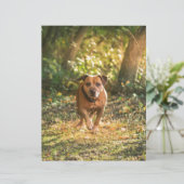 Staffordshire bull terrier (Standing Front)