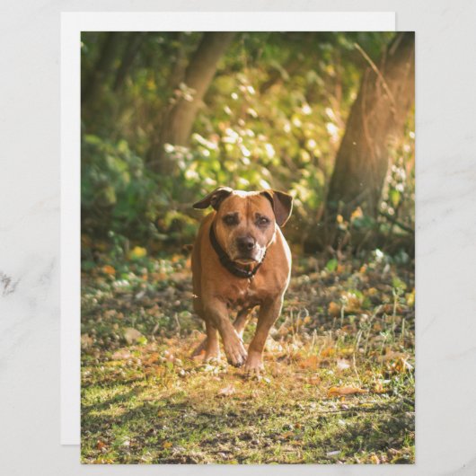 Staffordshire bull terrier (Front/Back)