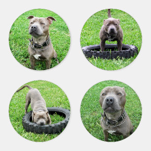 Staffordshire Bull Terrier, Acrylic Coaster Set. Set