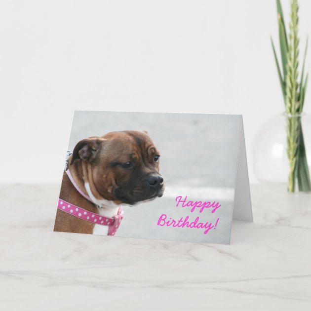 Biglietto di compleanno Staffie Staffy Staffordshire Bull