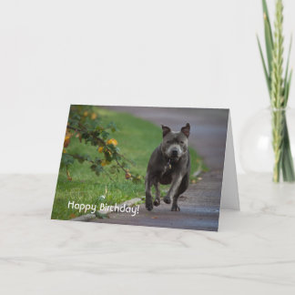 Staffordshire Bull Terrier Card