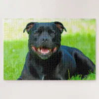 Staffordshire Bull Terrier Dog Staffy - Jigsaw Puzzle