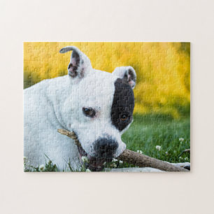 Staffordshire Bull Terrier Dog Jigsaw Puzzle