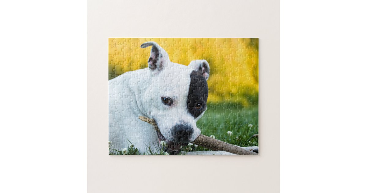 Staffordshire Bull Terrier Dog Staffy - Jigsaw Puzzle