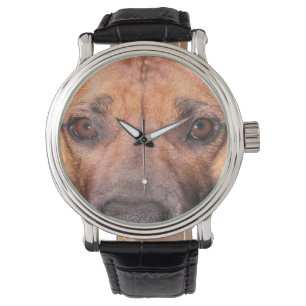 Staffordshire Bull Terrier Face, Watch