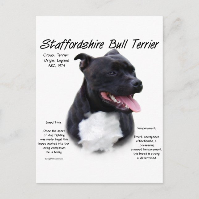Staffordshire Bull Terrier History Design Postcard (Front)