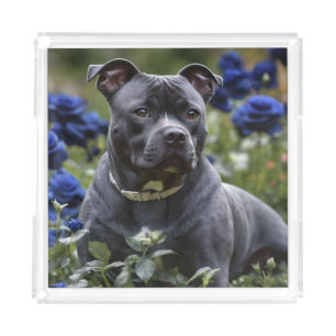 Staffordshire Bull Terrier In Blue Rose Garden,  Acrylic Tray