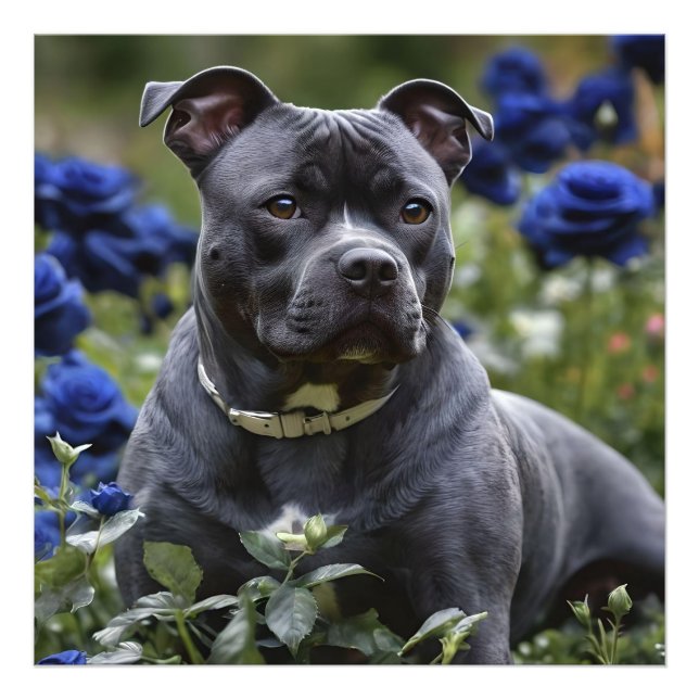 Staffordshire Bull Terrier In Blue Rose Garden, Photo Print (Front)