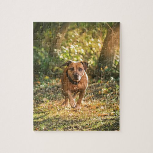 Staffordshire bull terrier jigsaw puzzle